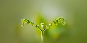 Rüyada Filiz Görmek