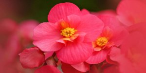 Rüyada Begonya Çiçeği Görmek