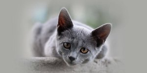 Rüyada Gri Kedi Görmek