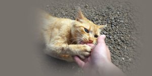 Rüyada Kedi Isırması