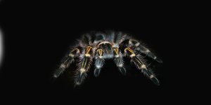 Rüyada Tarantula Görmek