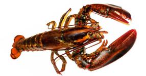 Rüyada Istakoz Görmek