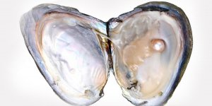 Rüyada İstiridye Görmek