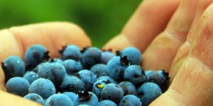 Rüyada Üzüm Toplamak