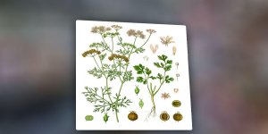 Rüyada Kişniş Görmek