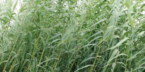 Rüyada Kamış Görmek