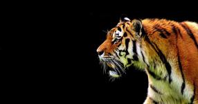 Rüyada Kaplan Görmek