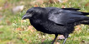 Rüyada Karga Görmek