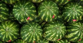 Rüyada Karpuz Görmek