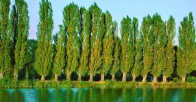 Rüyada Kavak Ağacı Görmek