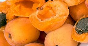 Rüyada Kayısı Görmek