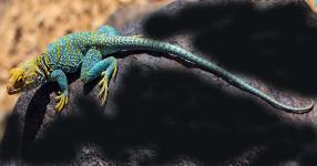 Rüyada Kertenkele Görmek