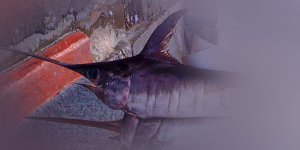 Rüyada Kılıç Balığı Görmek