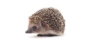 Rüyada Kirpi Görmek