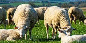 Rüyada Koyun Gütmek