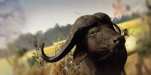 Rüyada Bufalo Görmek