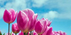 Rüyada Lale Görmek