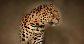 Rüyada Leopar Görmek