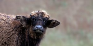 Rüyada Malak Görmek