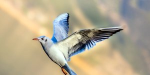 ruyada papagan gormek ne anlama gelir neye isarettir diyadinnet haber ruyada papagan gormek ne anlama gelir neye isarettir diyadinnet haber