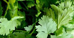 Rüyada Maydanoz Yemek