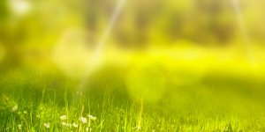 Rüyada Mensur Çiçeği Görmek