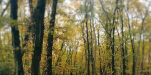 Rüyada Meşelik Görmek