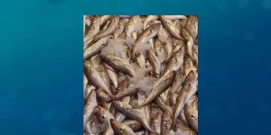 Rüyada Mezgit Balığı Görmek