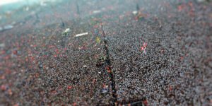 Rüyada Miting Görmek