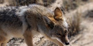 Rüyada Çakal Görmek