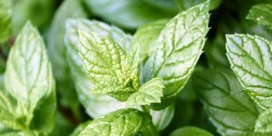 Rüyada Nane Görmek