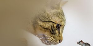 Rüyada Kedinin Fare Yemesi