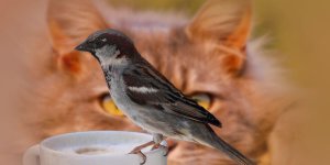 Rüyada Kedinin Kuşu Yemesi