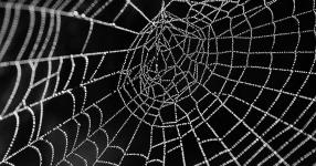 Rüyada Örümcek Ağı Görmek