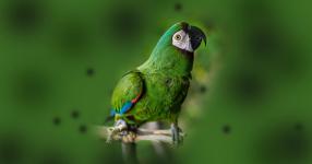 Rüyada Papağan Görmek