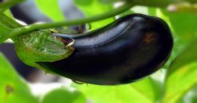 Rüyada Patlıcan Görmek