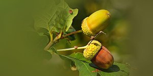 Rüyada Pelit Ağacı Görmek