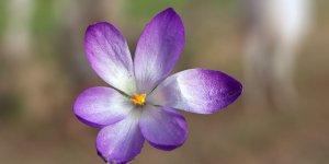 Rüyada Safran Çiçeği Görmek