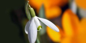 Rüyada Kardelen Çiçeği Görmek