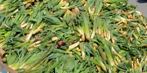 Rüyada Çiriş Otu Görmek