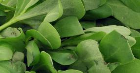 Rüyada Semizotu Görmek