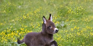 Rüyada Sıpa Görmek