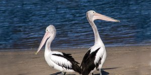 Rüyada Pelikan Görmek