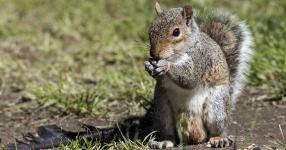 Rüyada Sincap Görmek