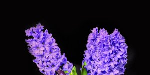 Rüyada Sümbül Görmek