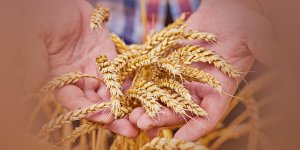 Rüyada Buğday Yıkamak