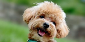 Rüyada Süs Köpeği Görmek