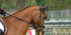 Rüyada Süvari Görmek