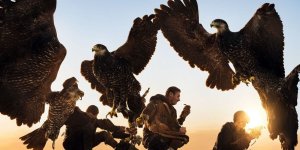 Rüyada Şahin Beslemek