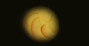 Rüyada Tereyağı Görmek